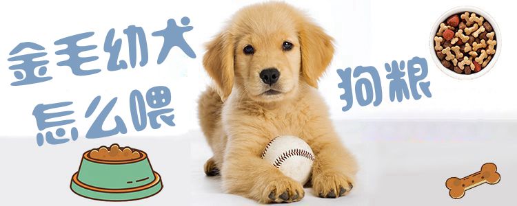 金毛幼犬如何喂狗粮