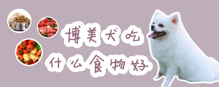 博美犬吃那些食物好