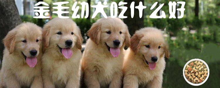 金毛幼犬吃那些好