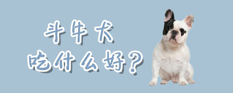 斗牛犬吃那些好