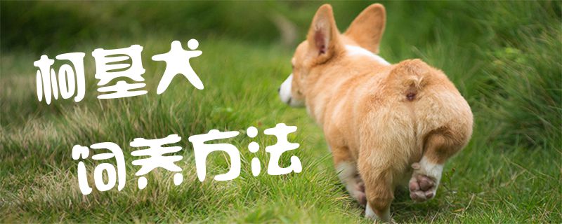 柯基犬饲养办法