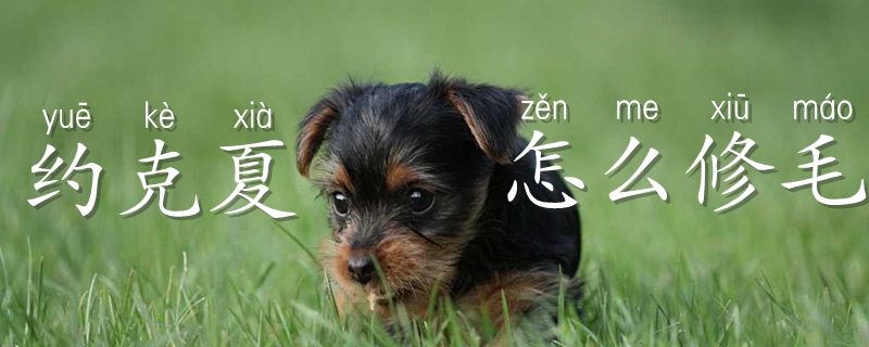 约克夏如何修毛