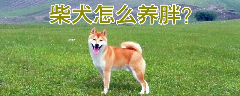 柴犬如何养胖