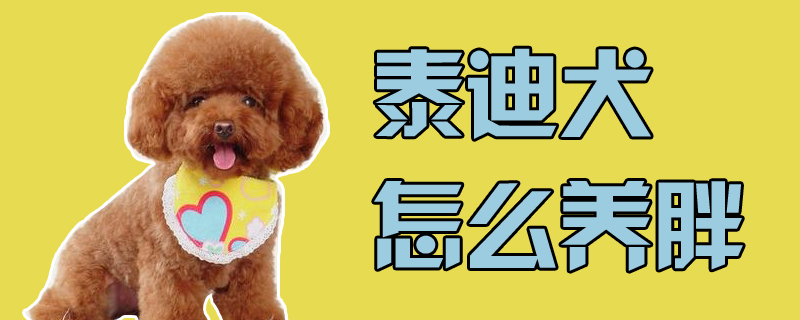 泰迪犬如何养胖