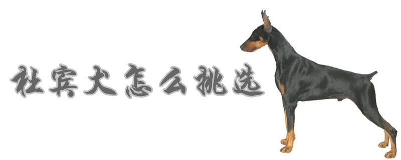 杜宾犬如何挑选