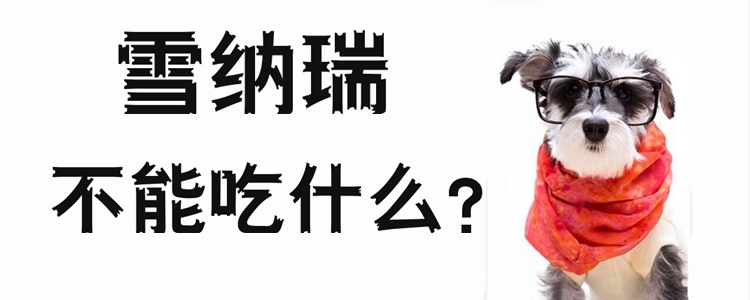 雪纳瑞不可以吃那些