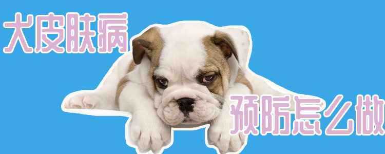 犬皮肤病预防如何做