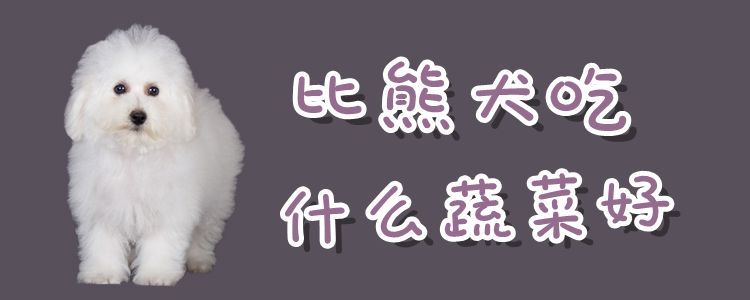 比熊犬吃那些蔬菜好