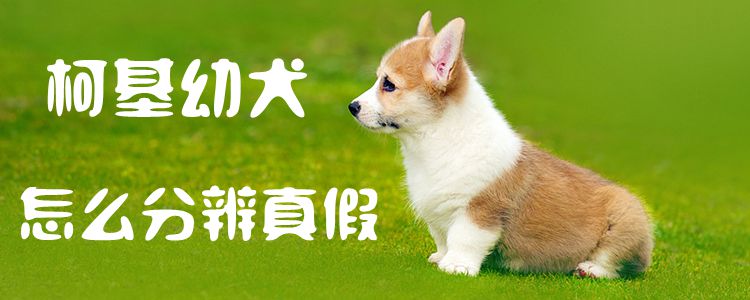 柯基幼犬如何分辨真伪