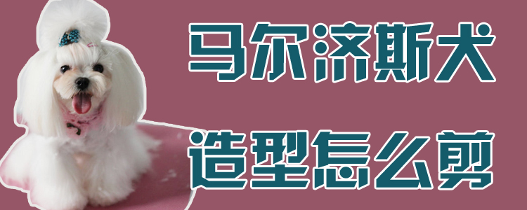 马尔济斯犬造型如何剪