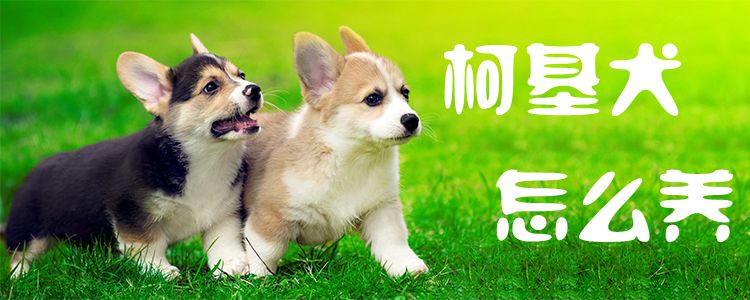 柯基犬如何养