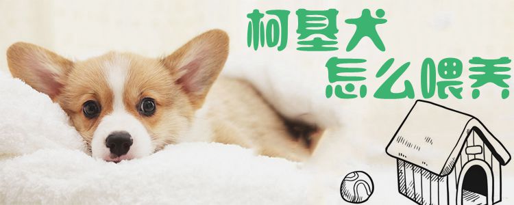 柯基犬如何喂养