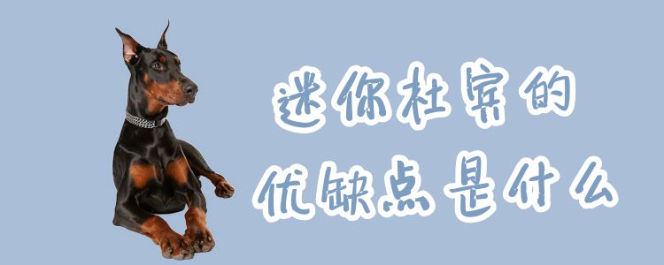 迷你杜宾的优势和弊端是什么