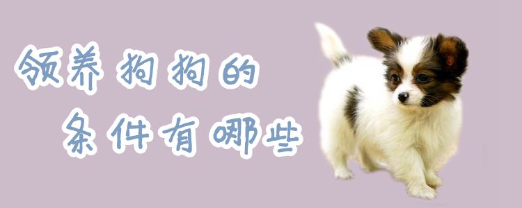 领养狗狗的条件有什么