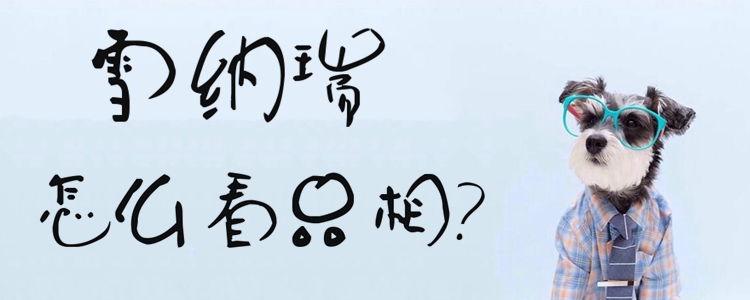 雪纳瑞如何看品相