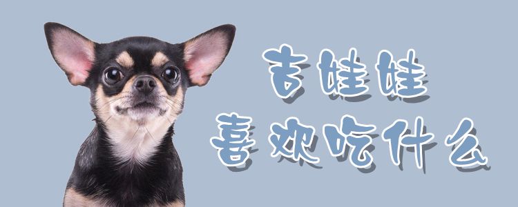 吉娃娃喜欢吃那些