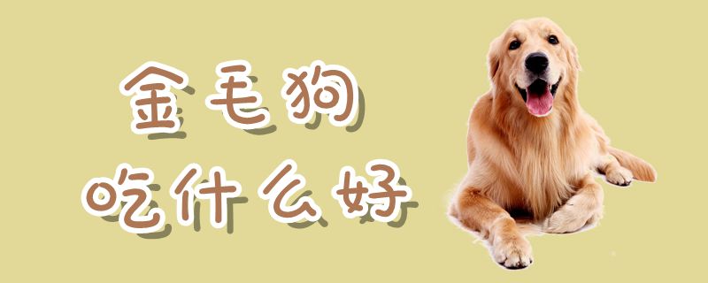 金毛狗吃那些好