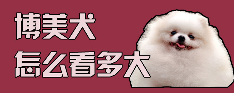 博美犬如何看多大