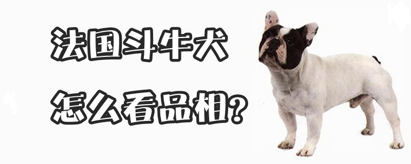 法国斗牛犬如何看品相