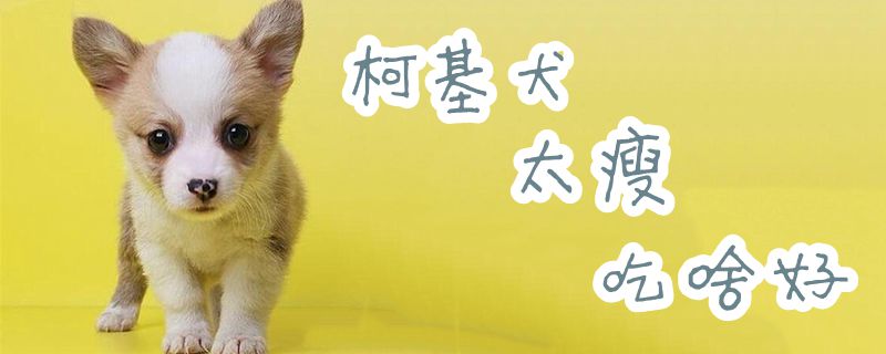 柯基犬太瘦吃什么好-第1张图片 柯基犬太瘦吃什么好-第1张图片