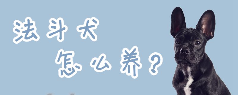 法斗犬如何养