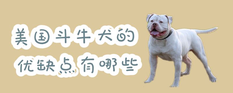 美国斗牛犬的优势和弊端有什么