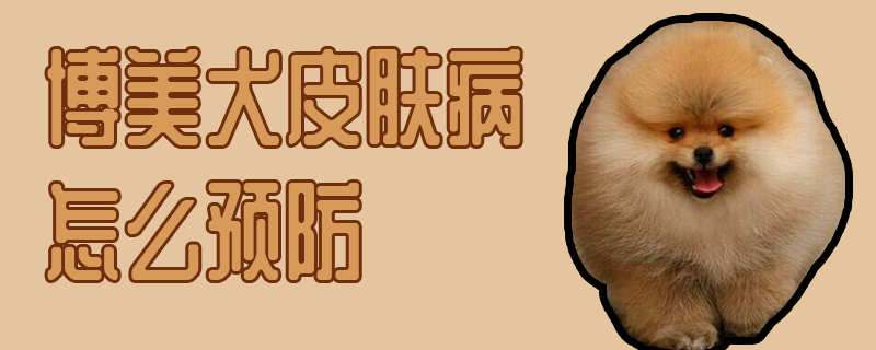 博美犬皮肤病如何预防