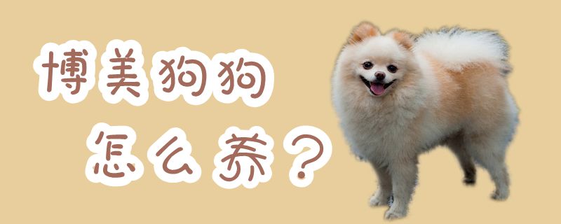 博美狗狗如何养