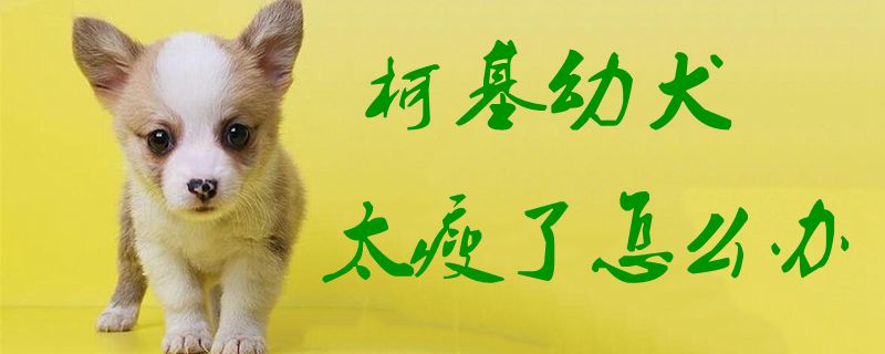 柯基幼犬太瘦了如何解决