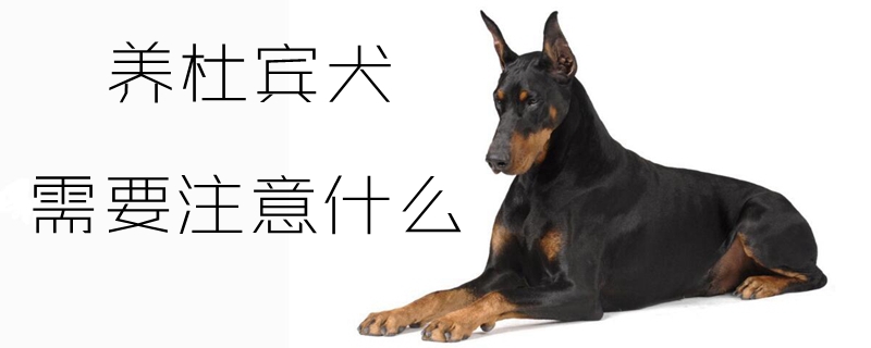 养杜宾犬应该注意什么