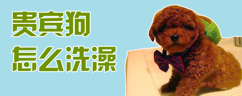 贵宾狗如何洗澡