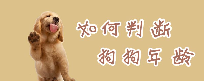怎么分辨狗狗年龄