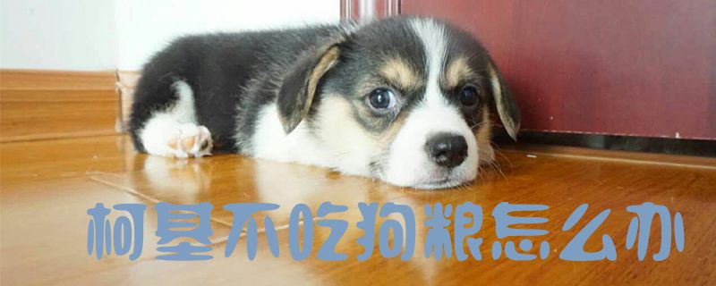 柯基不吃狗粮怎么办-第1张图片 柯基不吃狗粮怎么办-第1张图片