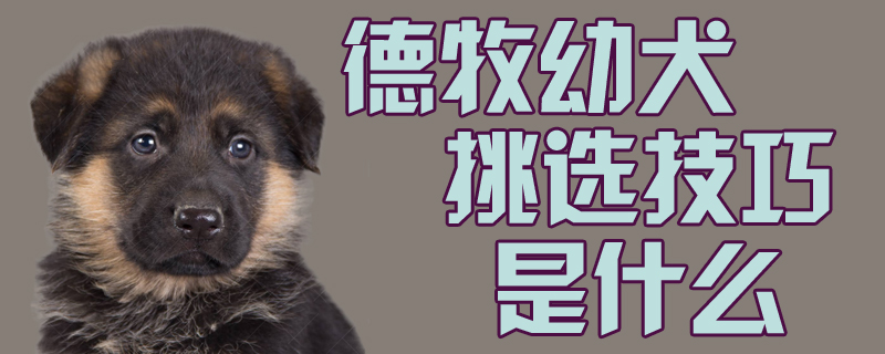 德牧幼犬挑选方法是什么