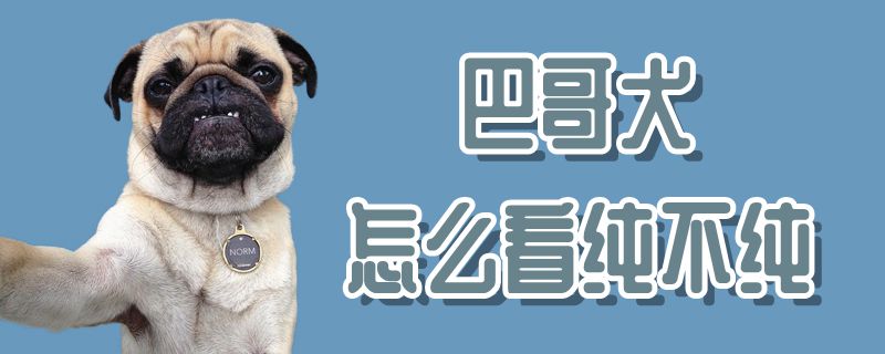 巴哥犬如何看纯不纯