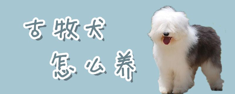 古牧犬如何养