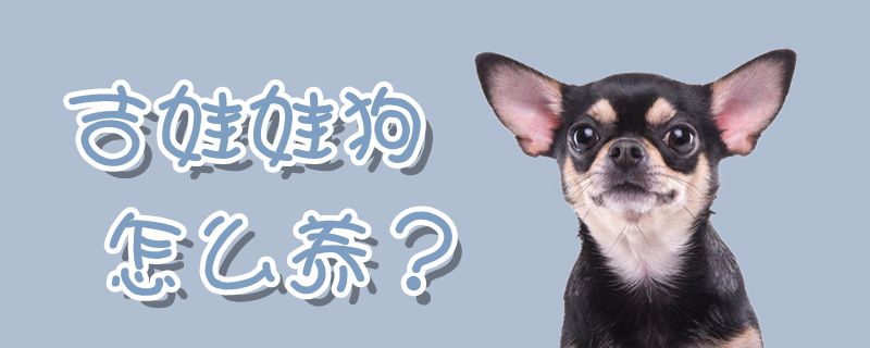吉娃娃狗如何养