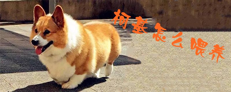 柯基如何喂养