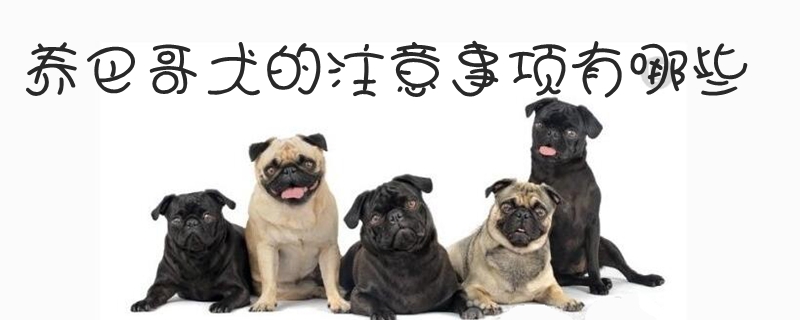 养巴哥犬的有什么需要注意的地方