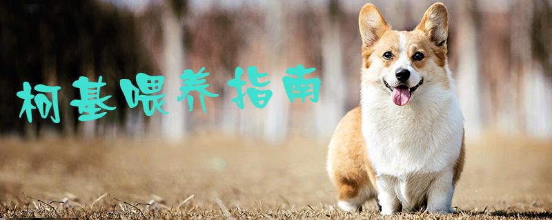 柯基喂养指南