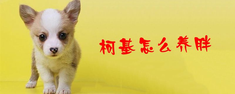 柯基如何养胖