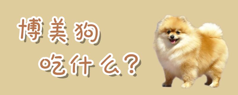 博美狗吃那些