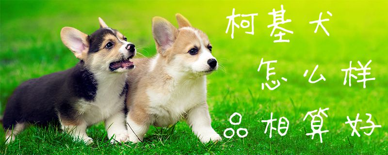柯基犬如何品相算好