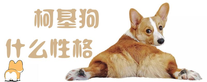 柯基狗性格怎么样