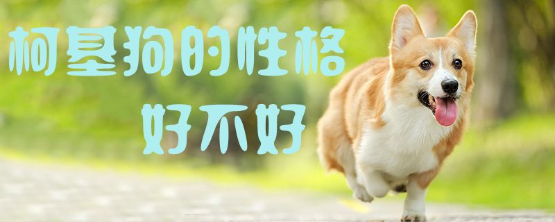柯基狗的性格特点怎么样