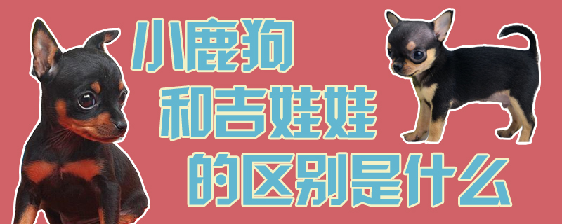 小鹿狗和吉娃娃有什么区别是什么