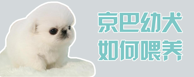 京巴幼犬怎么样喂养
