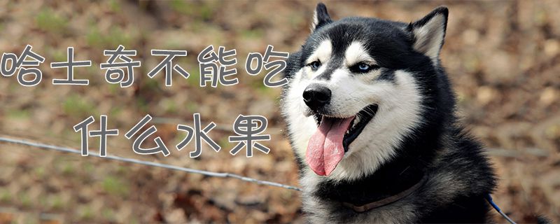 哈士奇不可以吃那些水果
