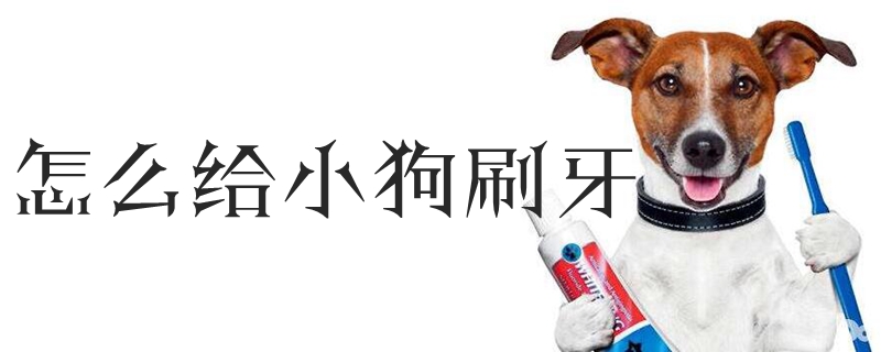 如何给小狗刷牙
