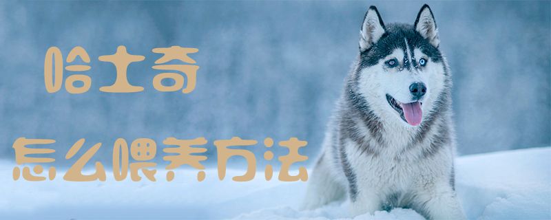 哈士奇如何喂养办法